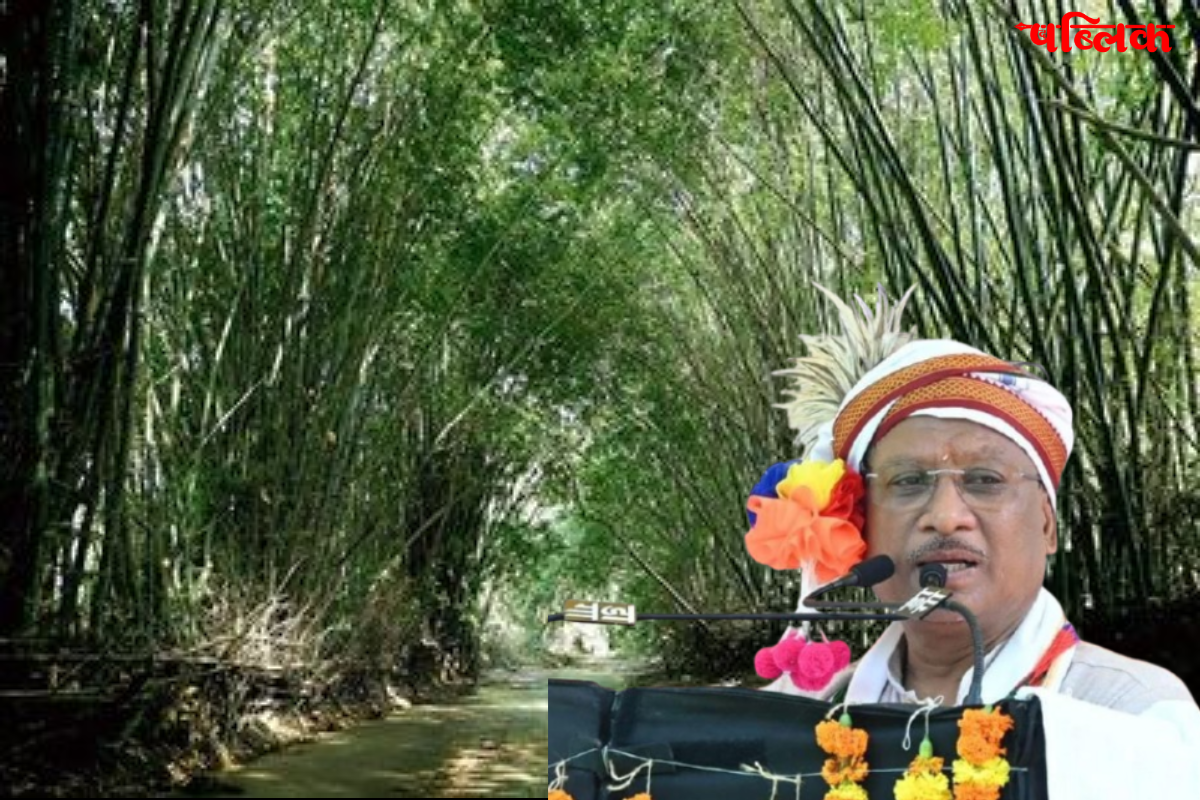 bamboo farming in chhattisgarh