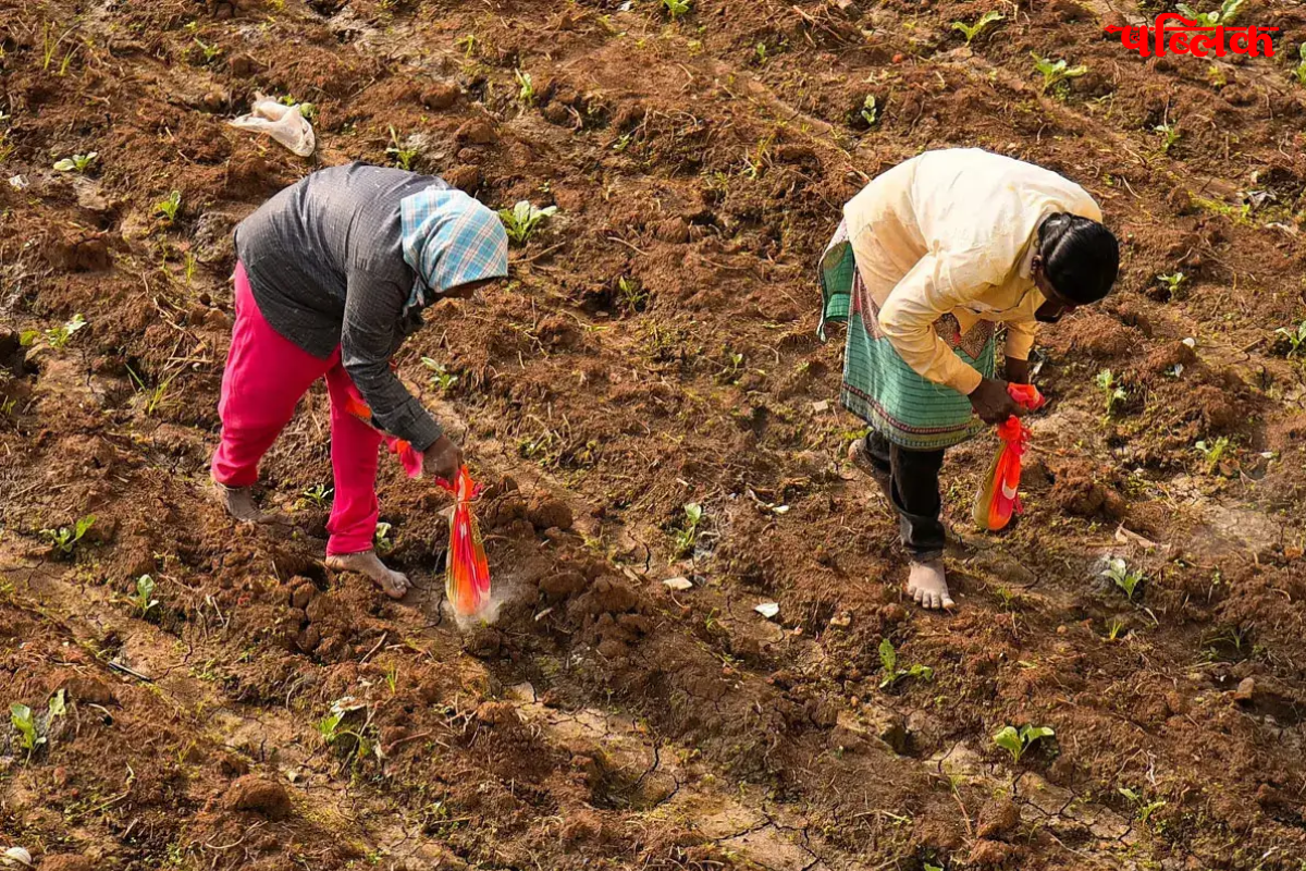Chhattisgarh paddy sowing updates