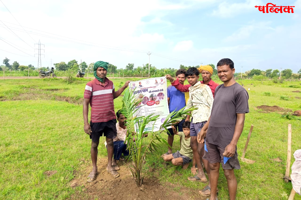 Oil palm farming Chhattisgarh