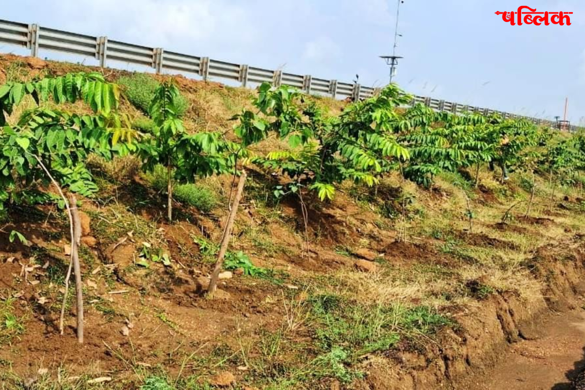 NHAI plantation Chhattisgarh