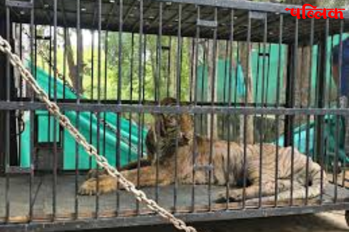 Nandanvan tigress Bijli death