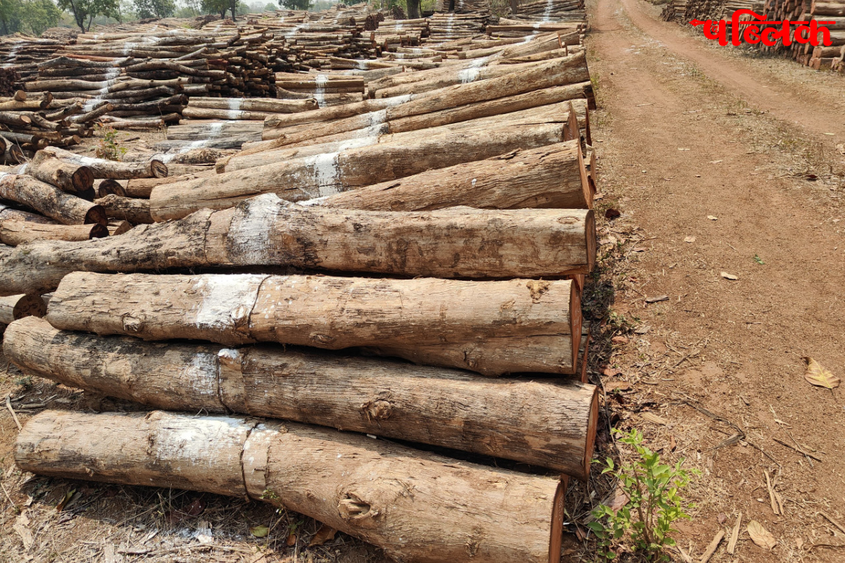 Chhattisgarh Forest Development Corporation