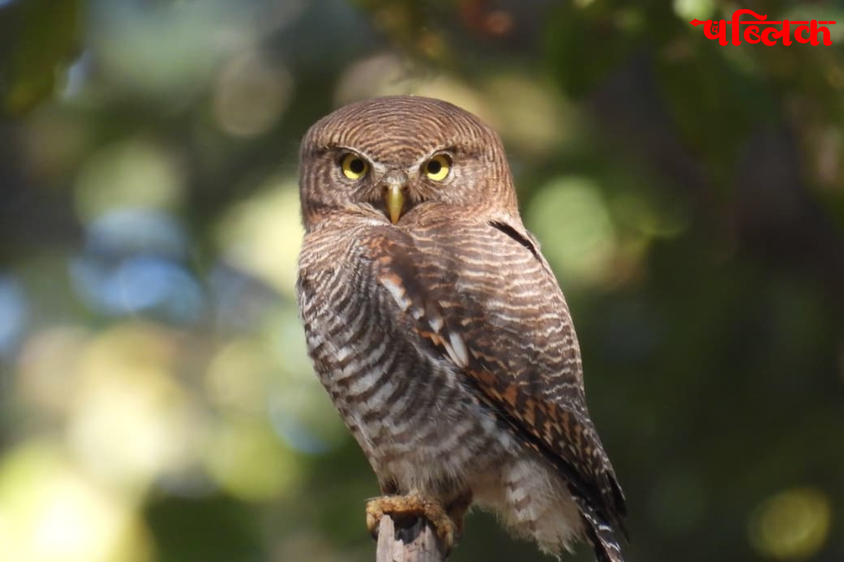 Barnawapara Wildlife Sanctuary
