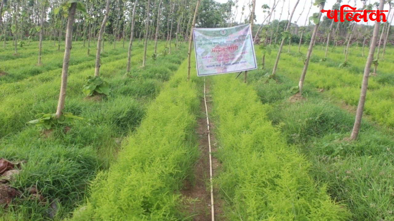 medicinal plants farming India