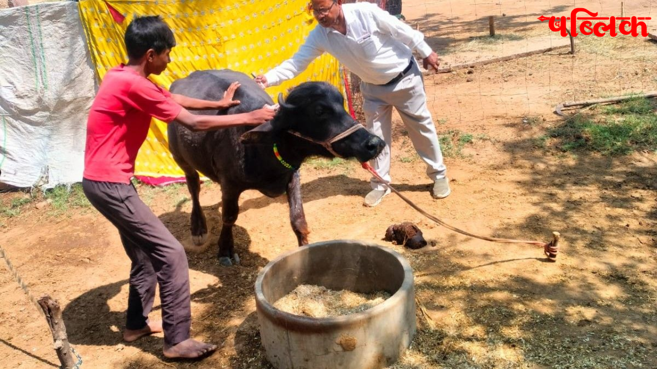 Animal heat stroke prevention