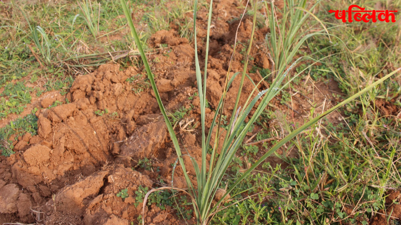 Lemongrass cultivation India