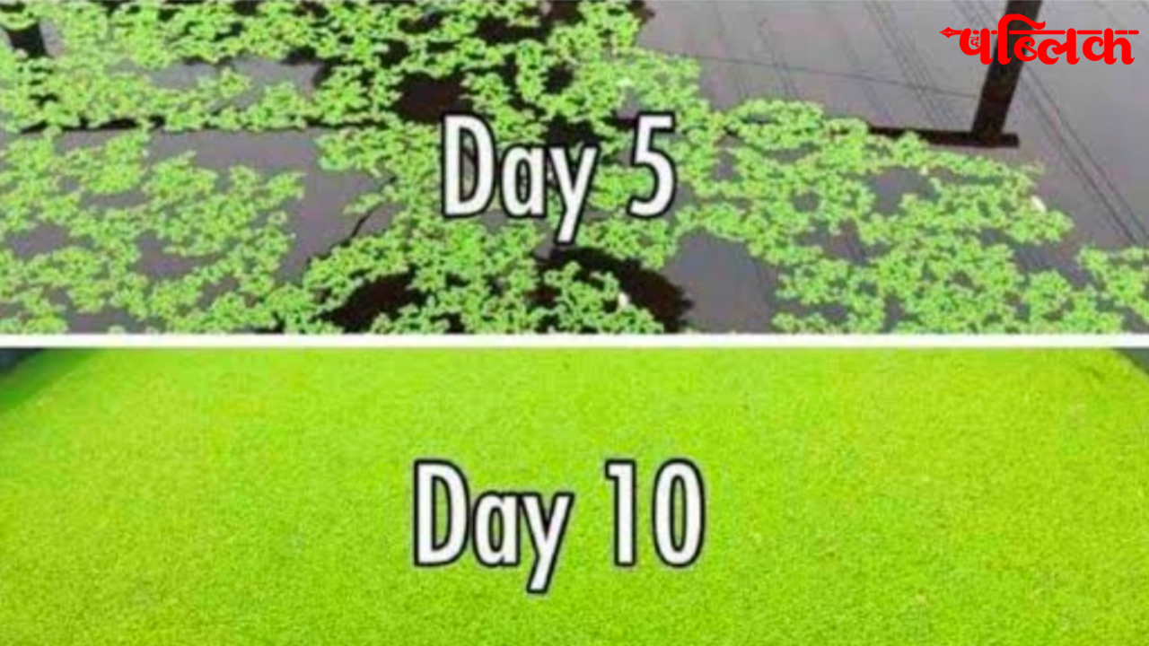 Cyanobacteria fertilizer