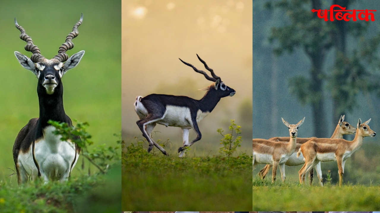 PM Modi Mann Ki Baat