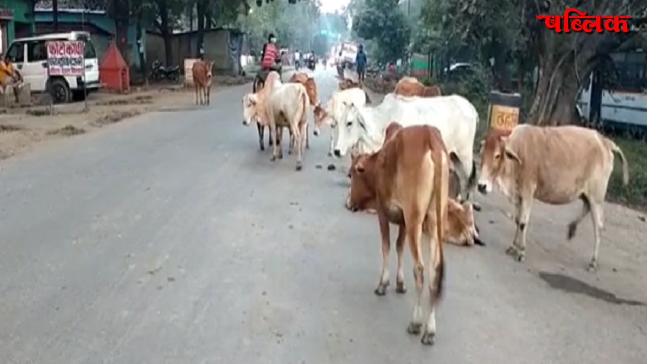 Stray Cattle Control